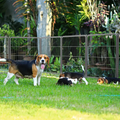 16 Panels Dog Playpen For Outdoor,Yard,Camping,24