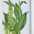 Set Of 4 Botanical Flower Wall Art, Home Decor For Living Room, Dining Room, Bedroom, Hallway, 20