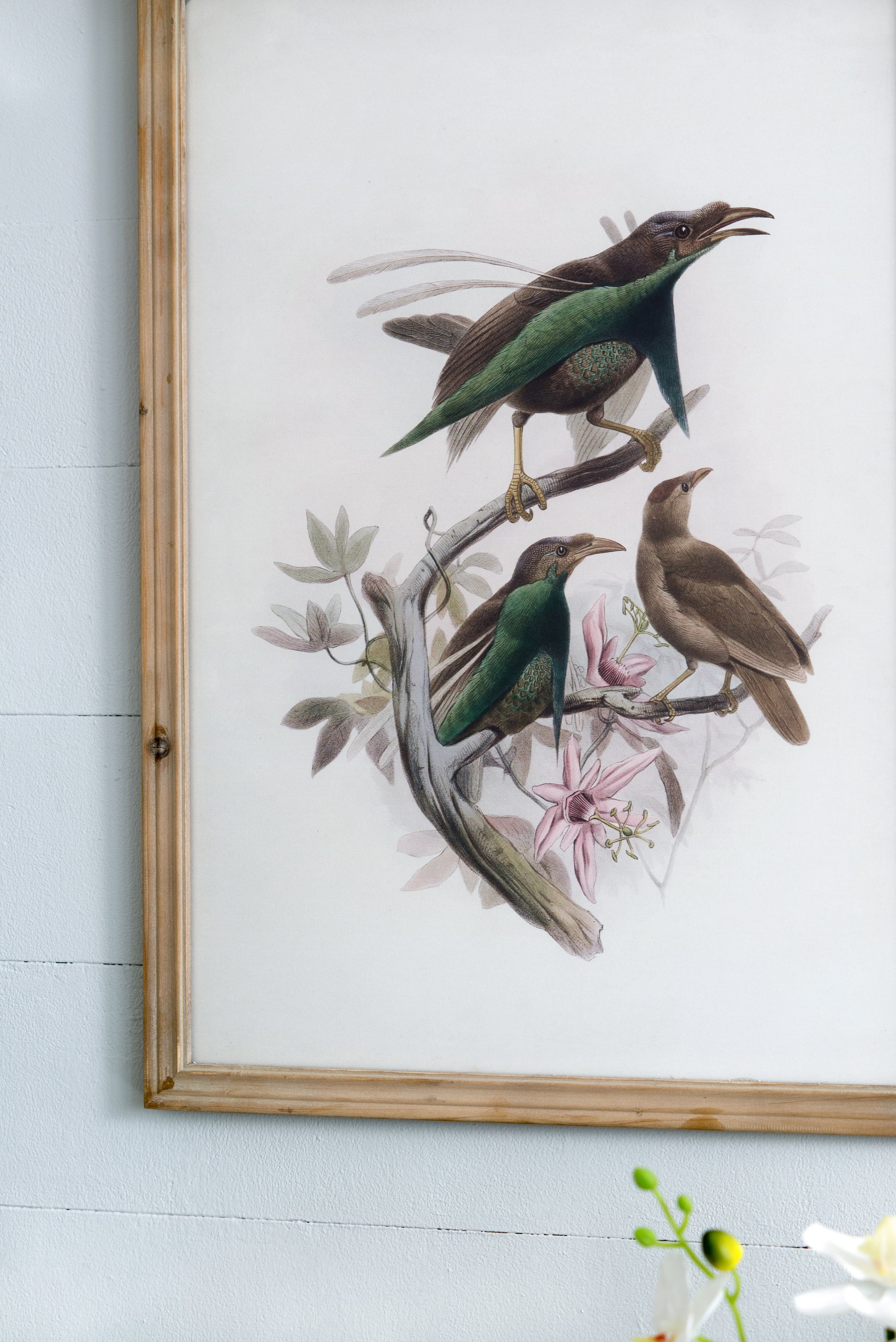 S 2 Bird Framed Print, 19.5X27.5" Multicolor Wood