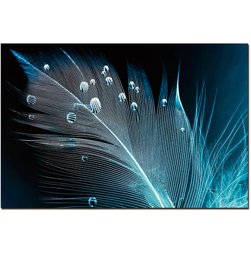 Oppidan Home "Peacock Feather With Water Droplets" 32"H X 48"W Multicolor Acrylic