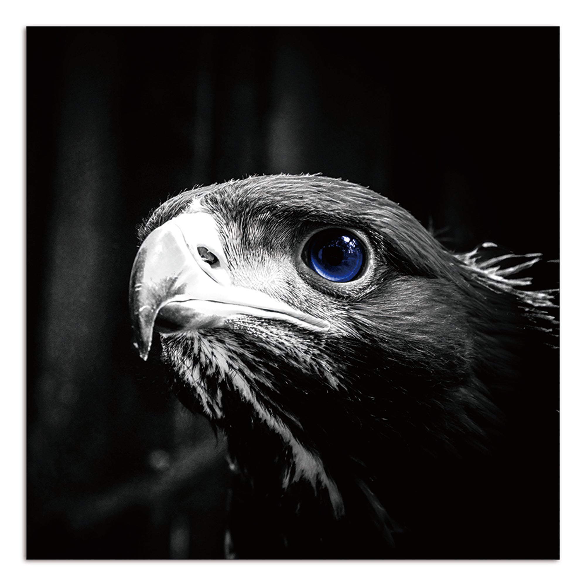 Oppidan Home "Focused Eagle" Acrylic Wall Art 40"H X 40"W Multicolor Acrylic