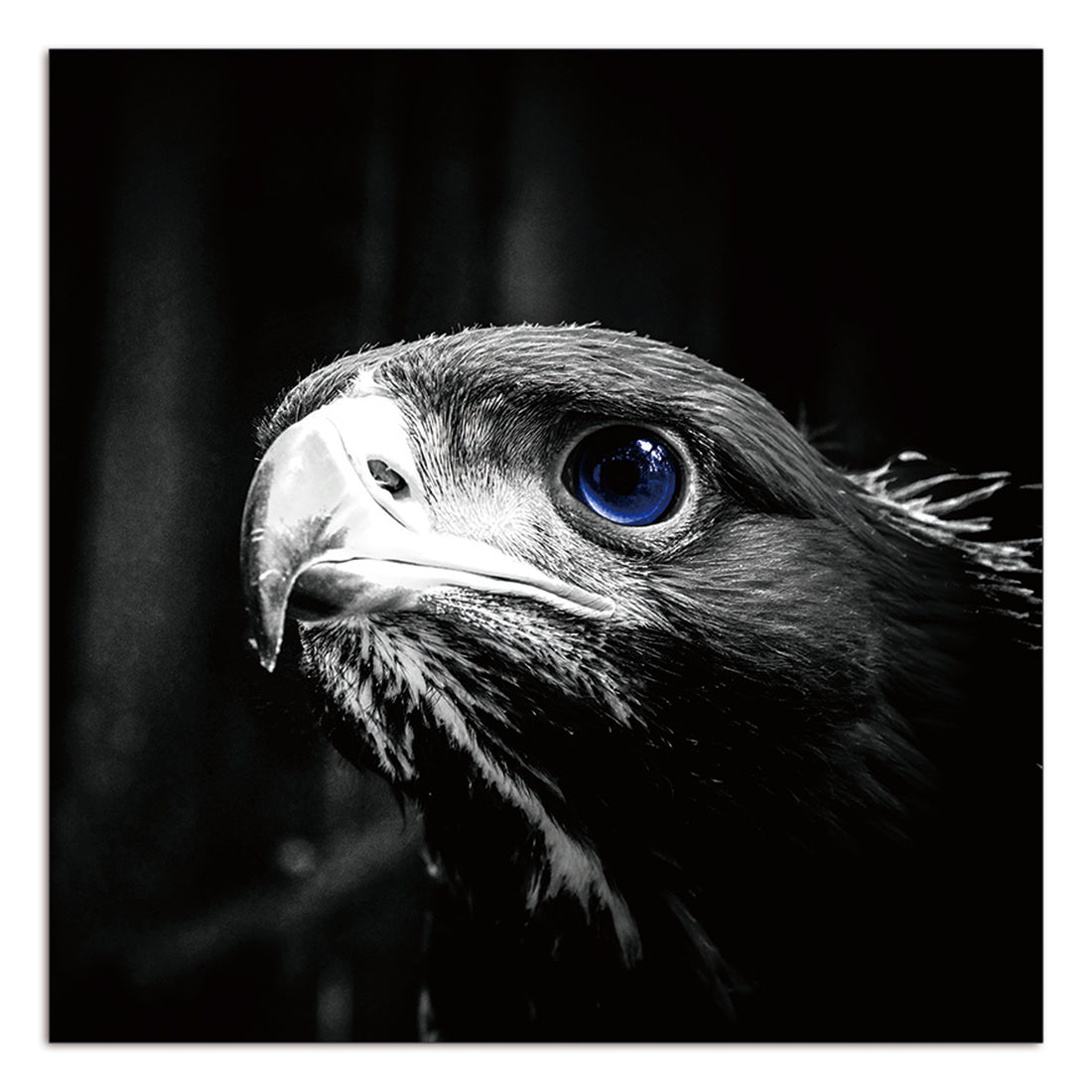 Oppidan Home "Focused Eagle" Acrylic Wall Art 40"H X 40"W Multicolor Acrylic