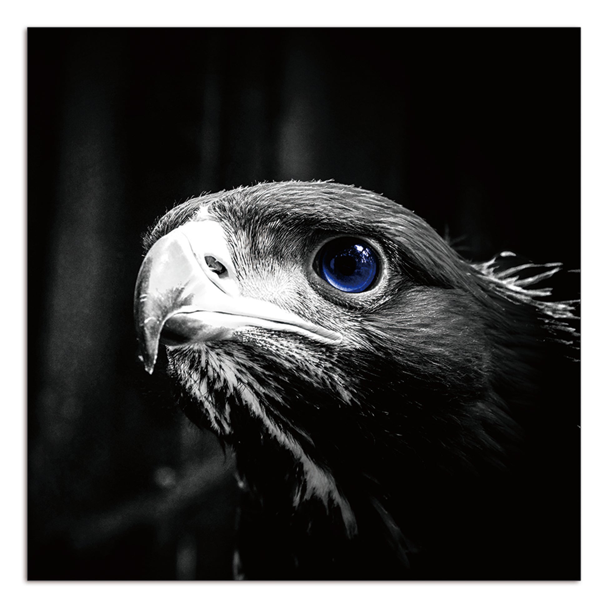Oppidan Home "Focused Eagle" Acrylic Wall Art 40"H X 40"W Multicolor Acrylic