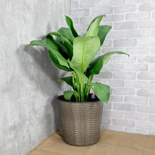 10.2" Self Watering Wicker Decor Planter For Indoor And Outdoor Round Grey Gray Plastic Rattan